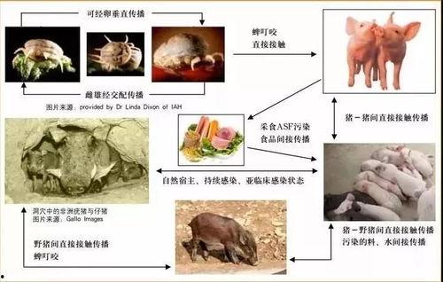 猪瘟最新爆料消息新闻,揭秘病毒传播途径与防控措施