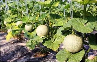 网红瓜纹怎么吃,解锁夏日清新口感新境界